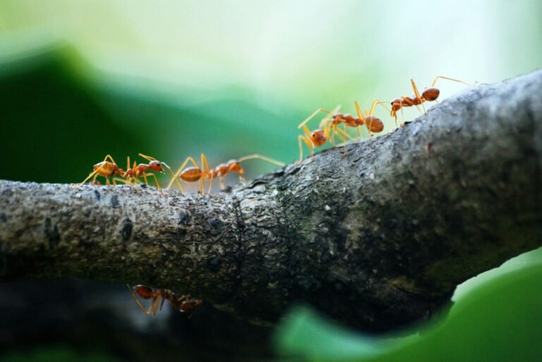 Ants in Akron Ohio