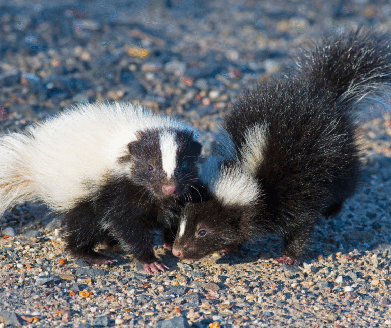 Skunks in Youngstown Ohio