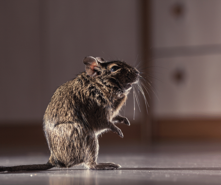 Mice in Hermitage PA