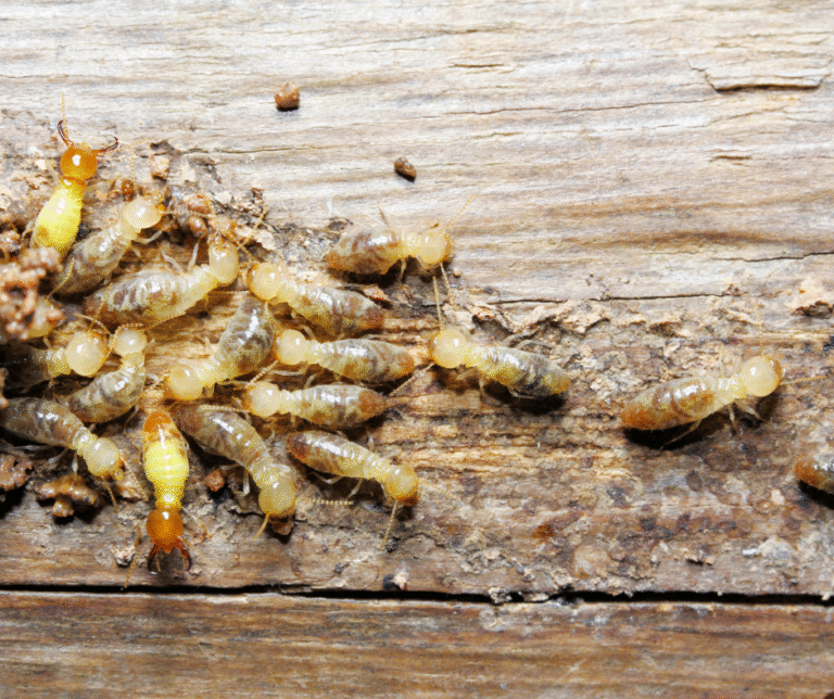Termites in Pittsburgh PA