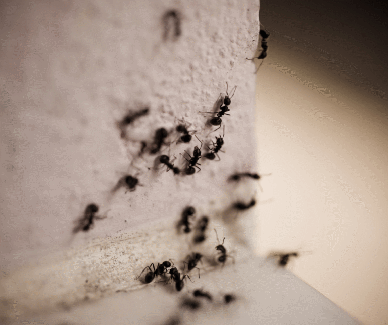 Ant Invasion Canton