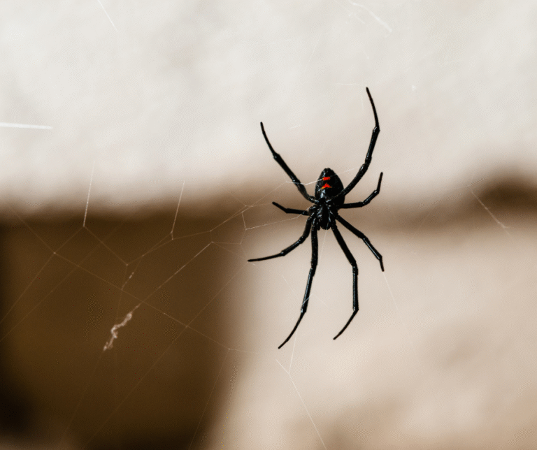 Spider Removal Pittsburgh PA