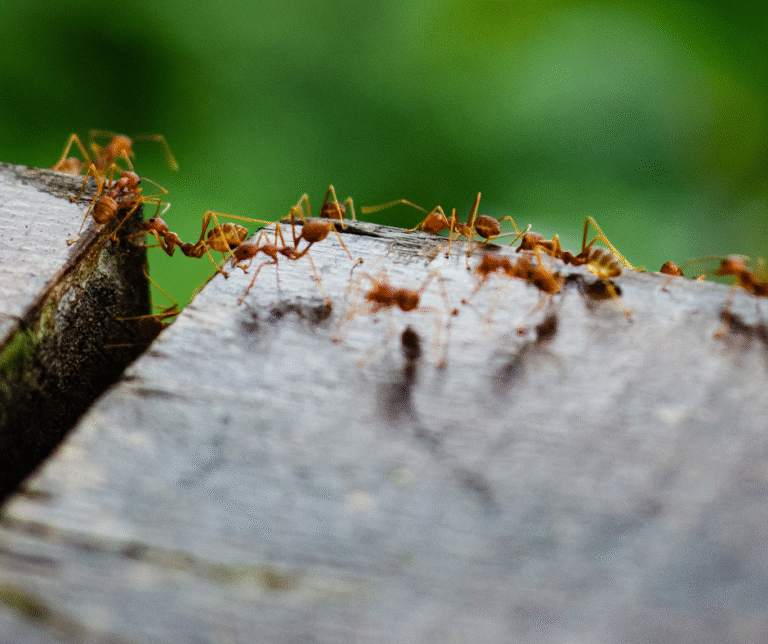Ants in Atlanta Georgia