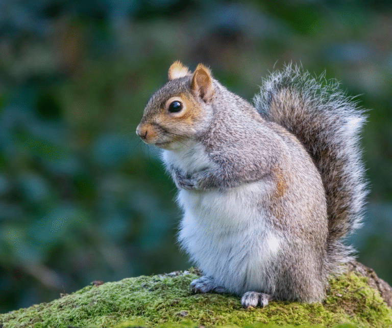 Wildlife Removal Columbus