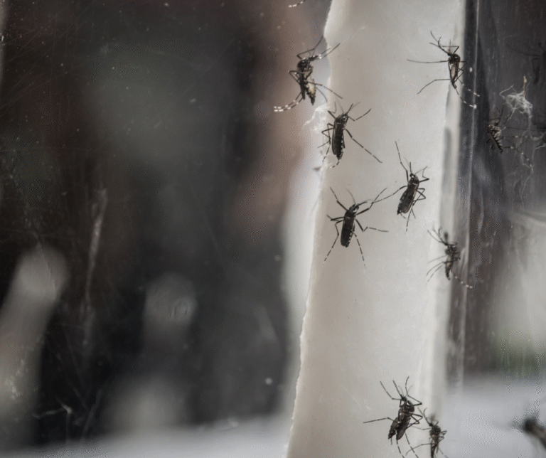 Pests in Fayetteville