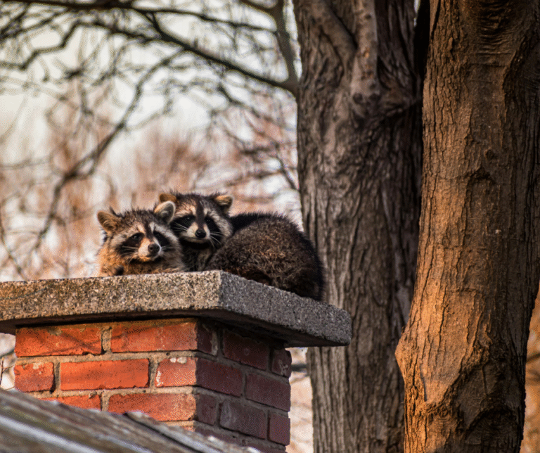 Wildlife Removal Ft Myers