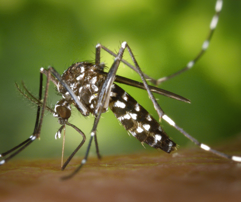 Mosquito Control in Akron Ohio
