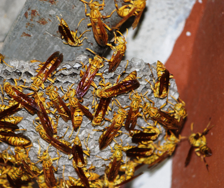 Pests in Youngstown, Ohio