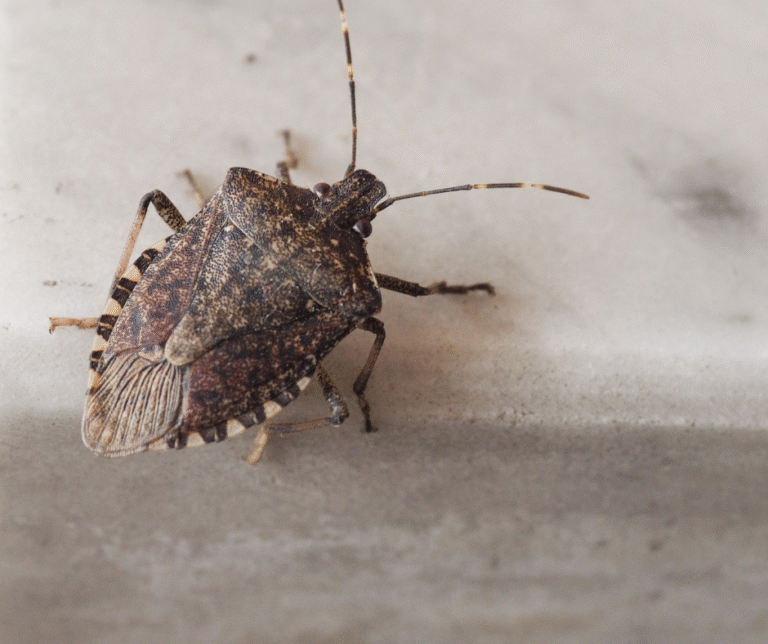 Pests In East Columbus