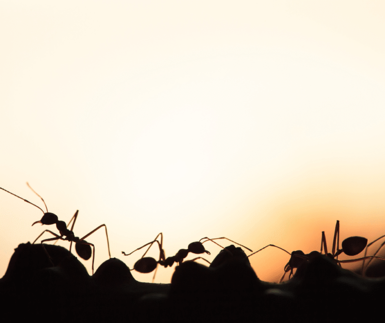 Commercial property pest prevention in Youngstown, Ohio during fall to protect offices, retail spaces, and warehouses from rodents, insects, and wildlife.