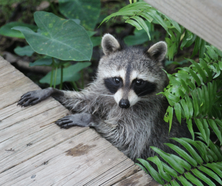 Fall landscaping tips in Erie, Ohio to prevent pests and wildlife from entering homes and yards.
