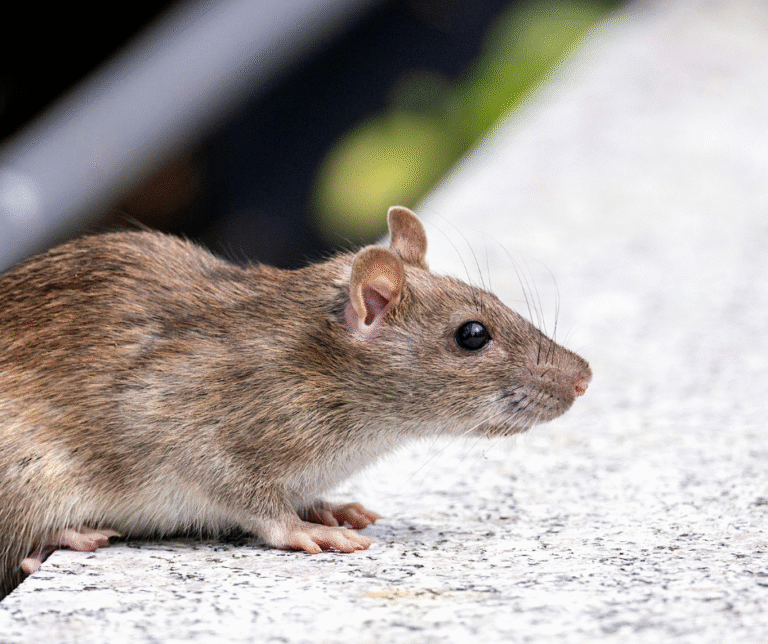 Rodent prevention in Central Massachusetts during fall as mice and rats seek warmth indoors.