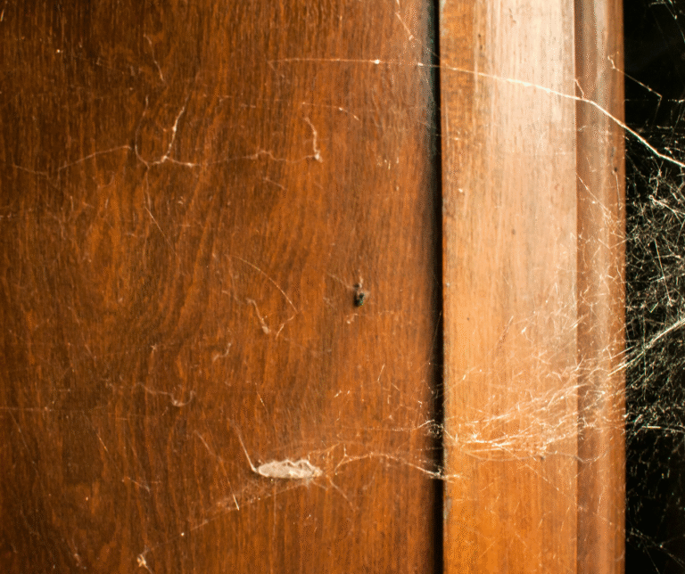 Spider prevention in Fayetteville, NC during fall as spiders seek shelter indoors.