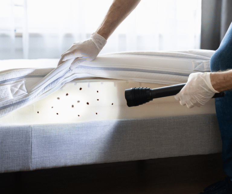 Bed bug prevention in Akron, Ohio, showing how to protect homes from year-round infestations.