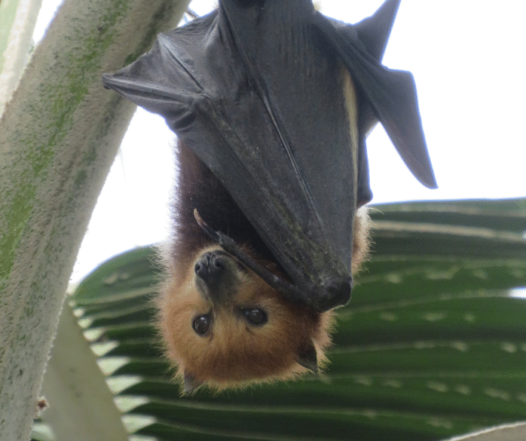 Bat prevention in Cleveland, Ohio during fall as bats seek shelter in attics.