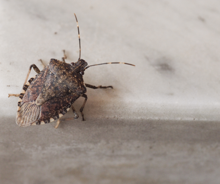 Fall pests Fort Myers FL