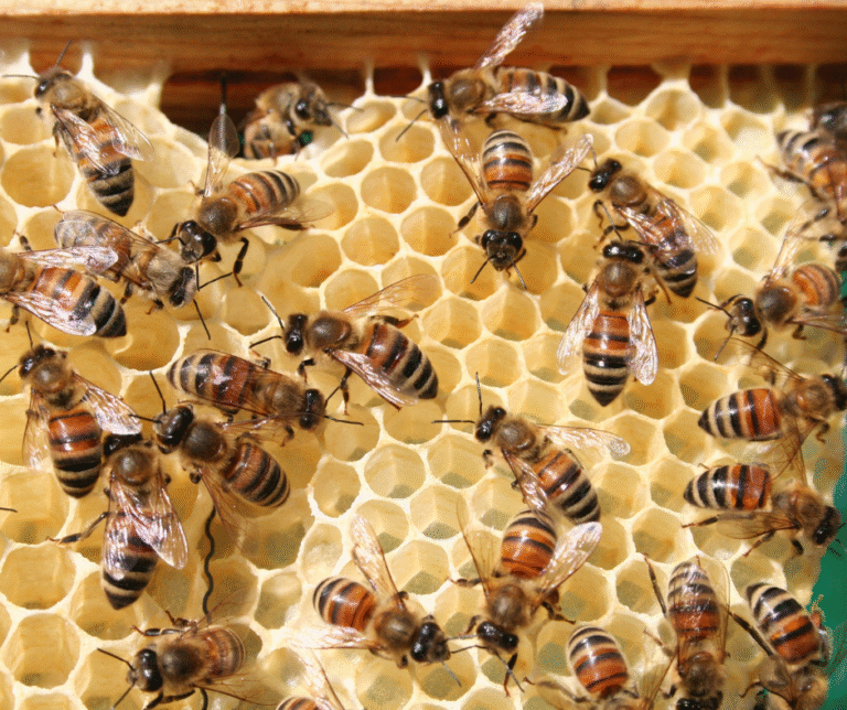 fall pest control Atlanta GA
