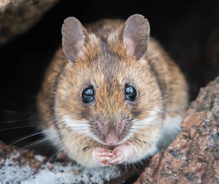 Rodent Prevention Tips for Winter in Erie, PA