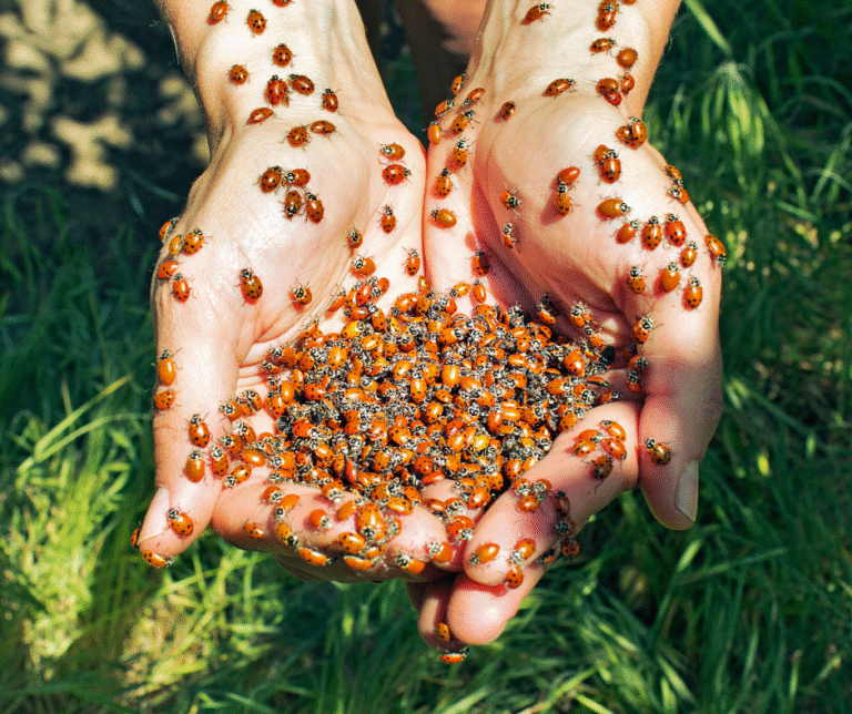 Fall Wildlife Control Tips for Pittsburgh, PA Homes