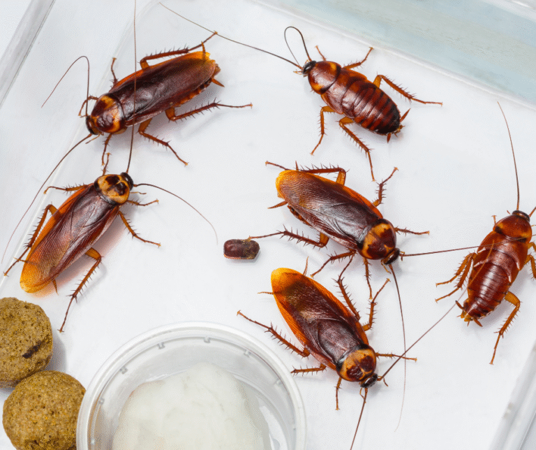 pest control East Columbus OH