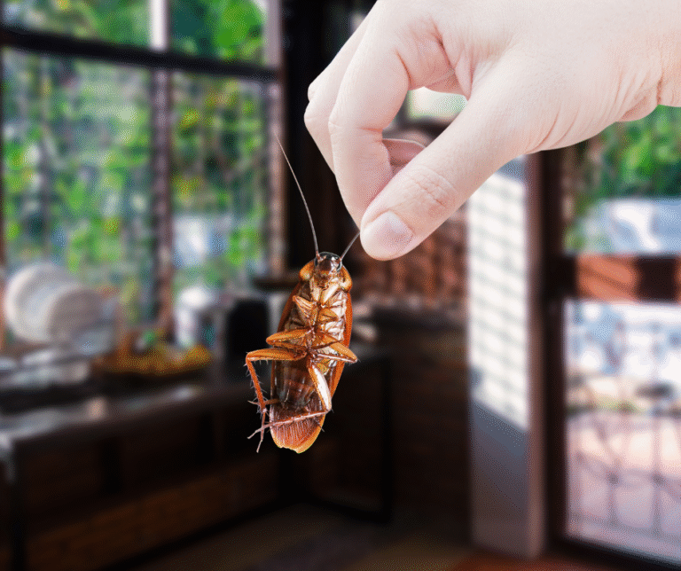 Fall pest control Atlanta