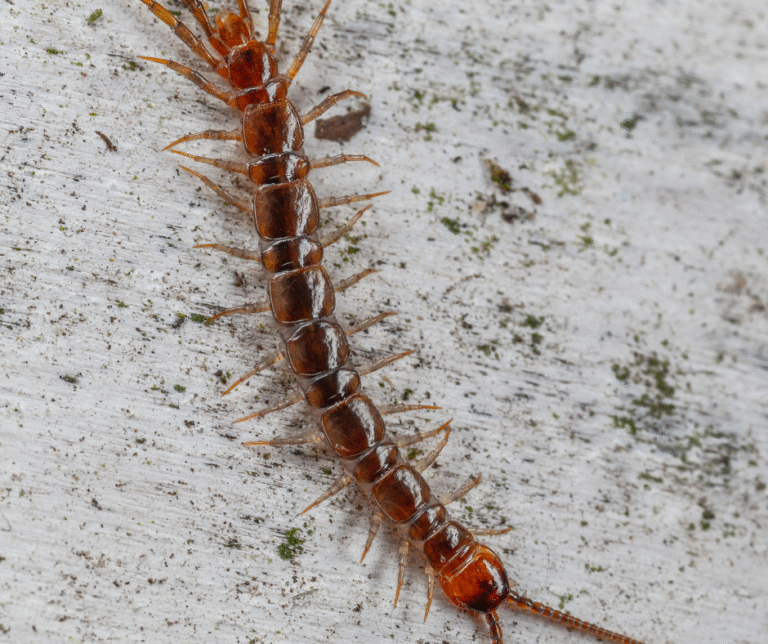 Rodent control Erie homes