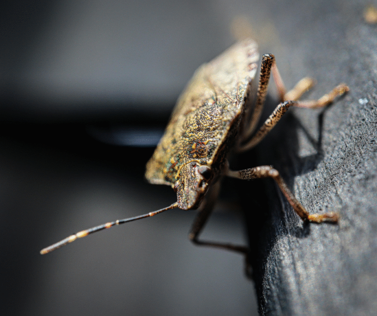 Winter pest control Central MA