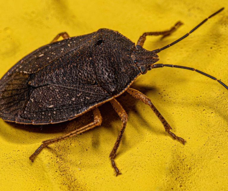 Rodent control Canton Ohio