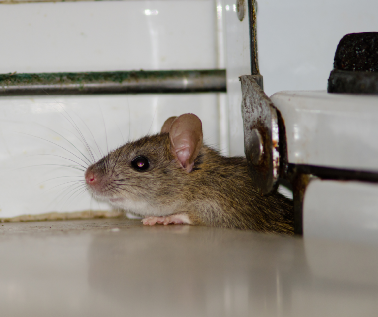 Pittsburgh rodent control