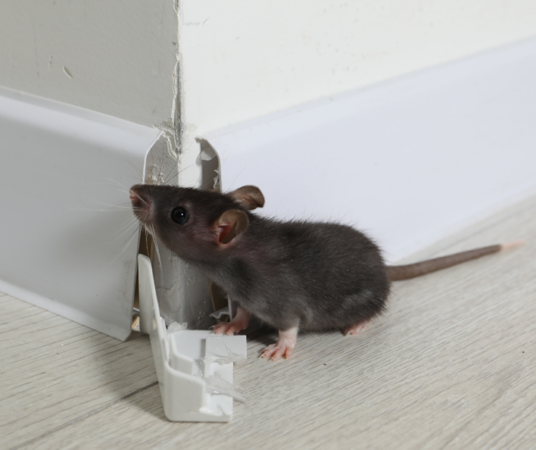 mice in Central Mass home