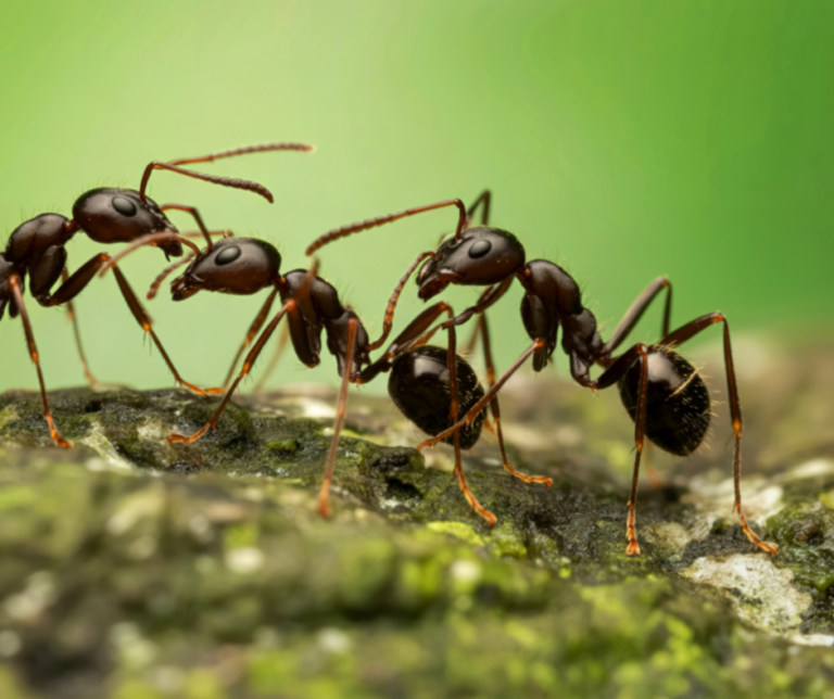 Fort Myers pest control