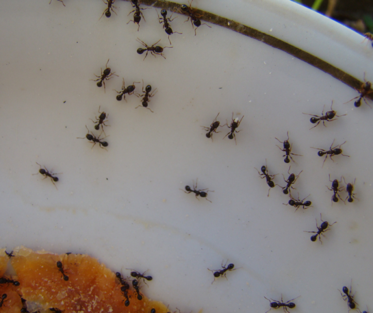 basement pest control Akron