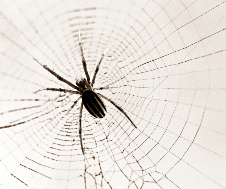 Spider removal Canton