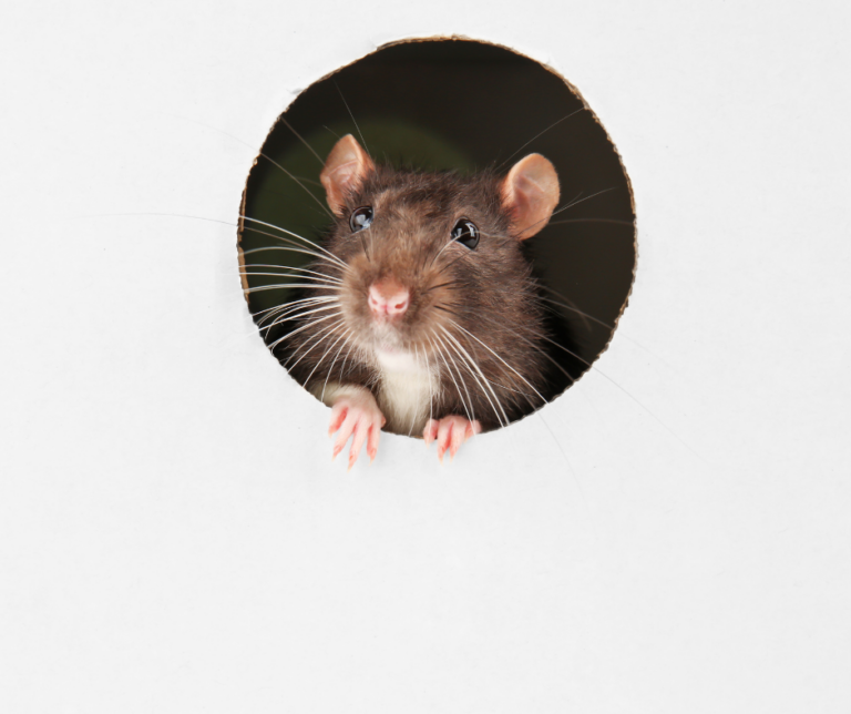 home pest control Canton