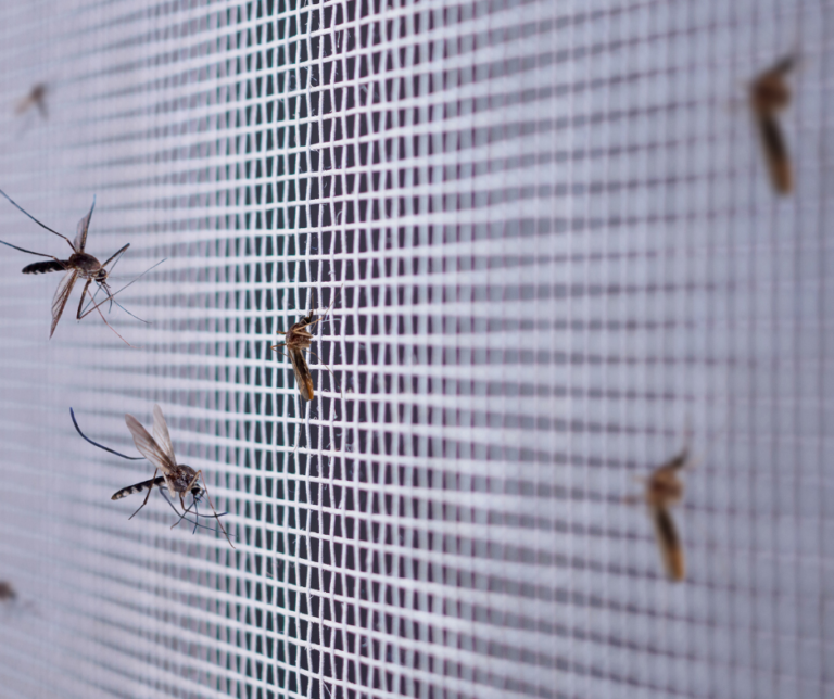 Cold weather pests Fort Myers FL