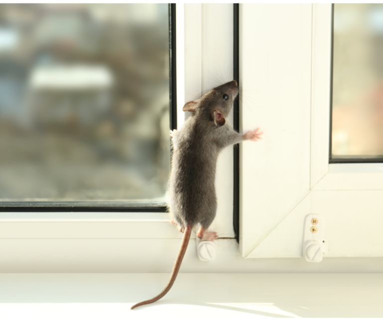 Rodents in winter Erie PA