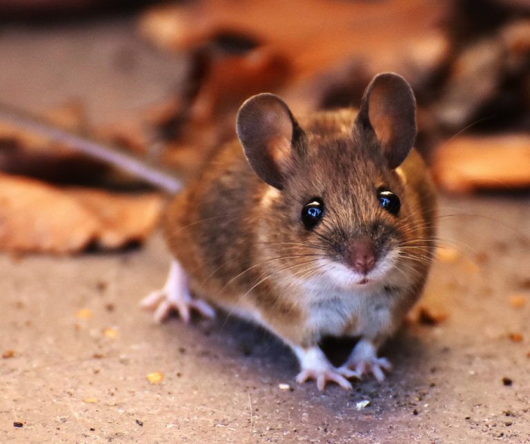 Winter rodents New Braintree MA