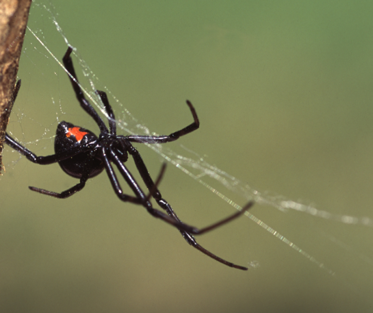 Winter pest entry points East Columbus OH