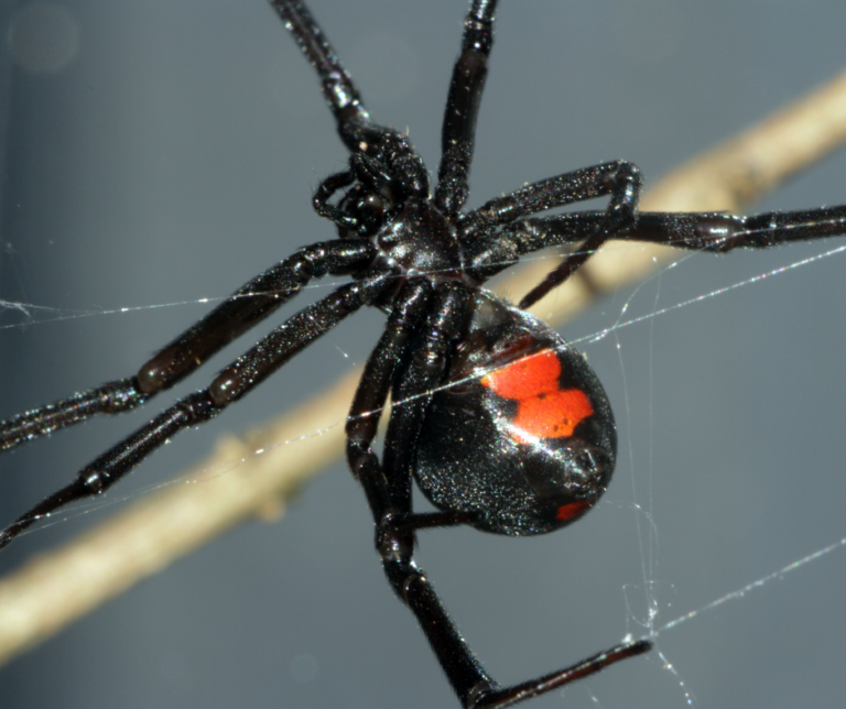 Winter pests Cleveland OH