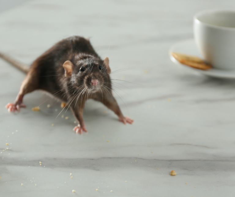 prevent spring infestations