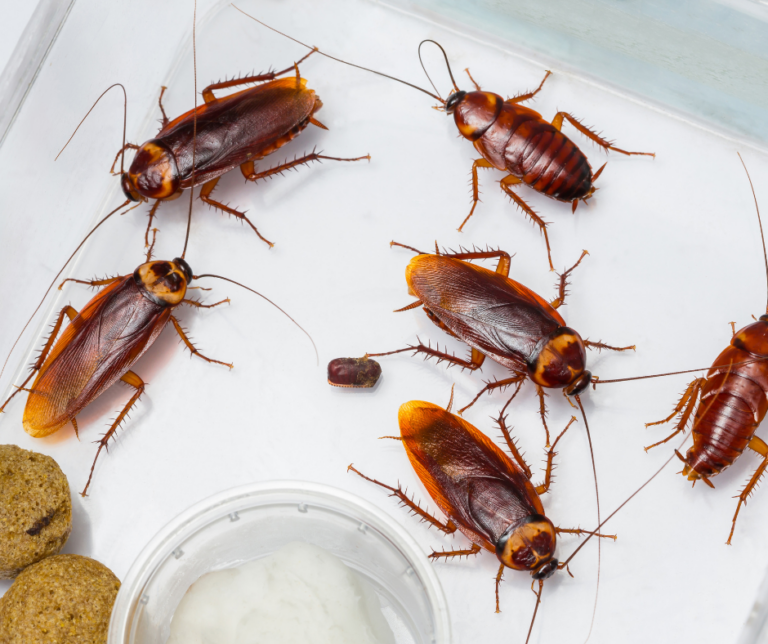 prevent pests in winter