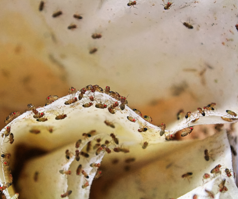 winter pest prevention