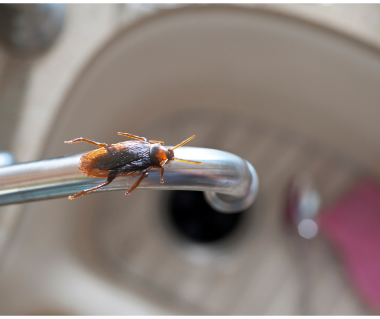 winter pest prevention