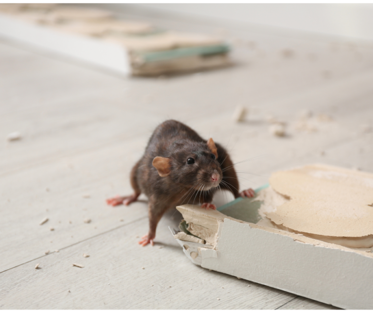 prevent spring infestations