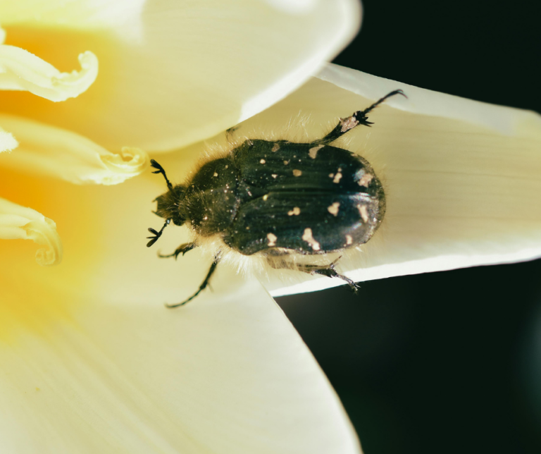 Youngstown pest control