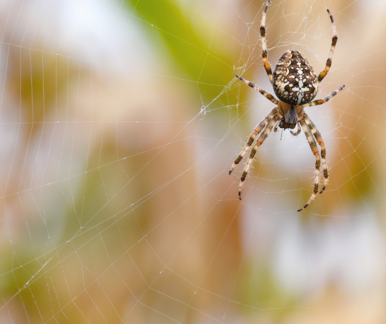 Hermitage PA pest control