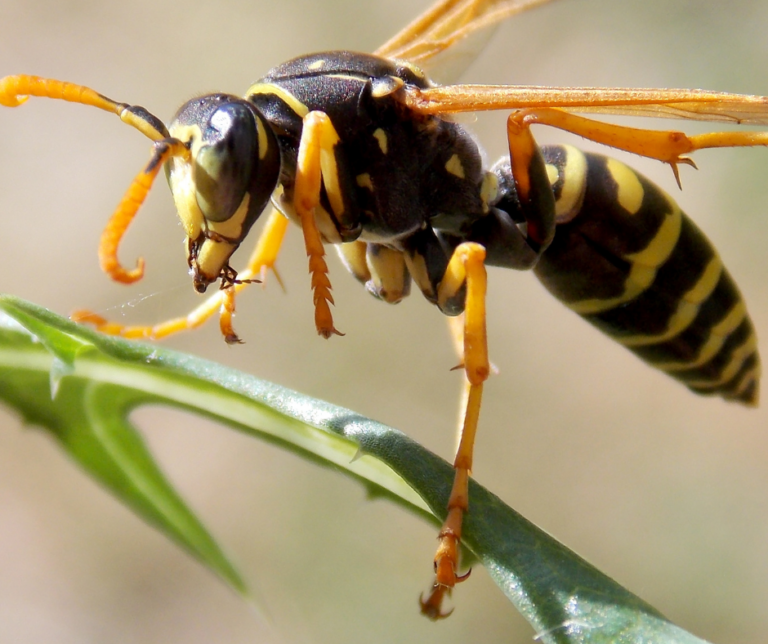 Fayetteville NC pest control