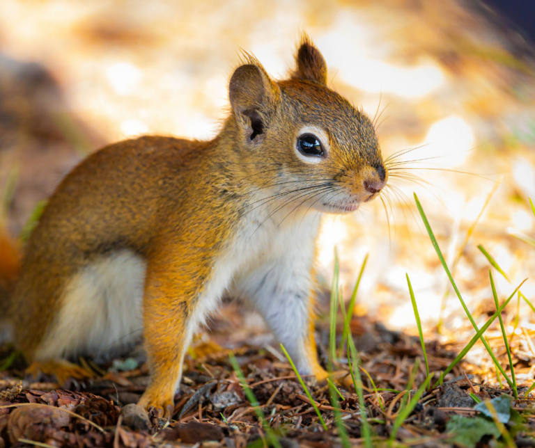 Wildlife activity increases around Canton