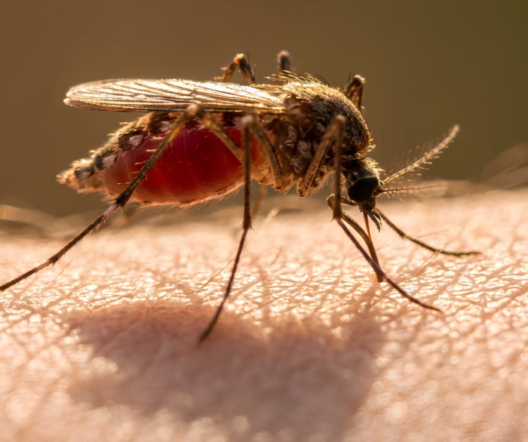 Cleveland Ohio mosquito control