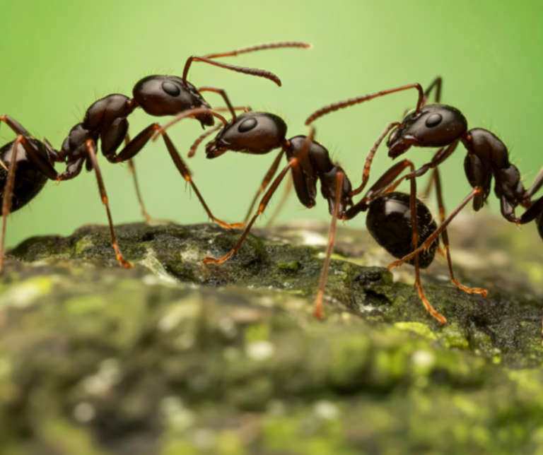 New Braintree MA pest control